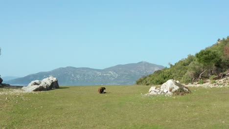 dog scratching its body while sitting on grass in the mountain