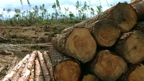 Fallen-logs-lie-on-territory-of-logging.-Pile-with-cutted-trunks
