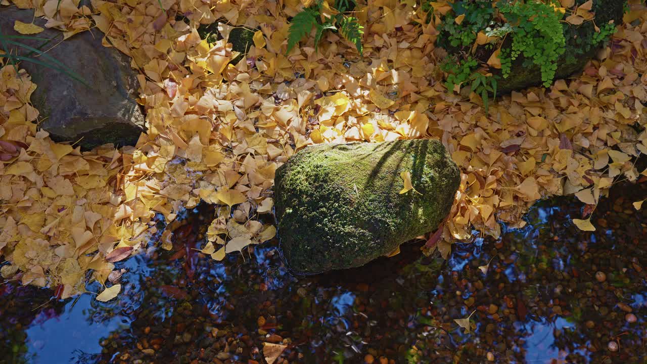 Vista dall'alto: una ripresa dall'alto tranquilla di un vivace tappeto di foglie di ginkgo gialle adagiate su terra muschiosa e pietre accanto a un giardino limpido di foglie di ginkgo dorate che coprono un argine di un ruscello muschioso.