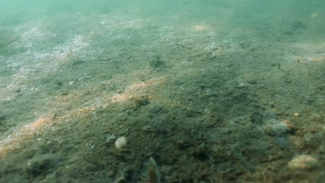 Handheld-under-water-shot-of-a-crab-walking-along-the-sandy-bottom-of-the-North-Sea-off-the-coast-of-the-Netherlands,-with-light-dancing-on-the-seabed-and-bubbles