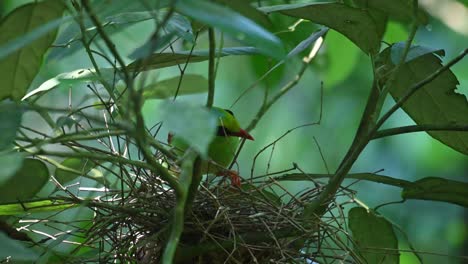 visto posado en su nido mirando a su alrededor y estudiando su nido y sus crías cuidadosamente, urraca verde común, cissa chinensis nightsonata, tailandia