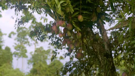 Rote-Mango-In-Einem-Bündel,-Das-Hoch-Oben-Im-Baum-Hängt