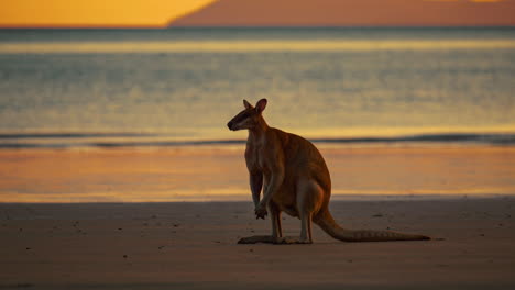 Wildes-Känguru-Wallaby-Cinemagraph-Nahtlose-Videoschleife-Am-Sandstrand-Von-Cape-Hillsborough-Queensland-Bei-Sonnenaufgang