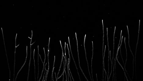 Time-lapse-of-hyphae-steadily-developing