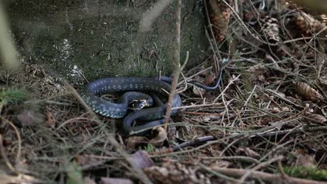 a large snake curled up under a tree