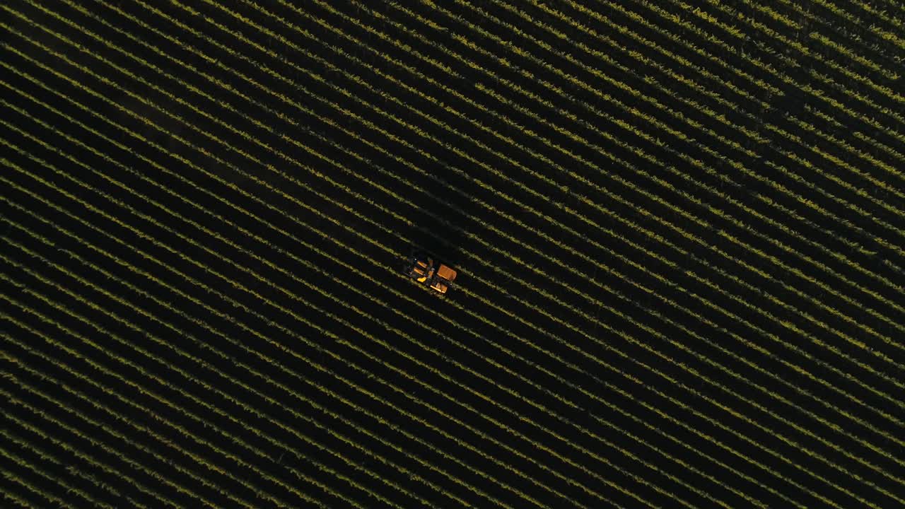 tiro alto sobre la cabeza del tractor recortador de vid moviéndose verticalmente moviéndose a través de las vides de uva del valle de napa