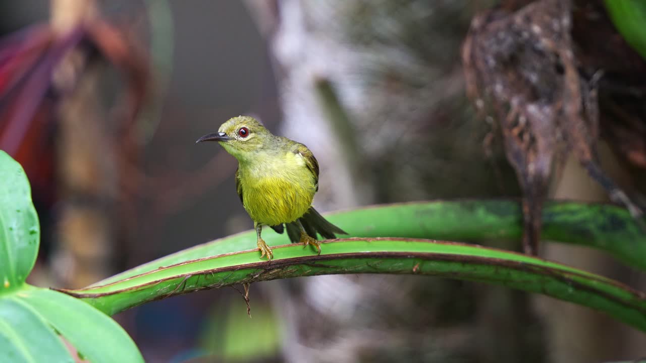 un hermoso pájaro del sol posado en la hoja de un árbol, jugando con el agua, bañándose antes del anochecer en el patio trasero, disparado de cerca