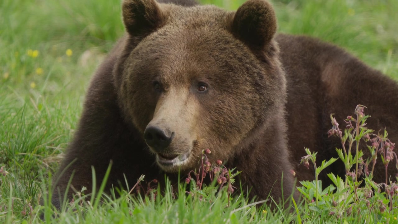Primo piano della testa di un orso bruno eurasiatico al rallentatore che mastica e riposa nell'erba alta e verde con fiori selvatici rossi; ritratto di comportamento naturale in un prato primaverile