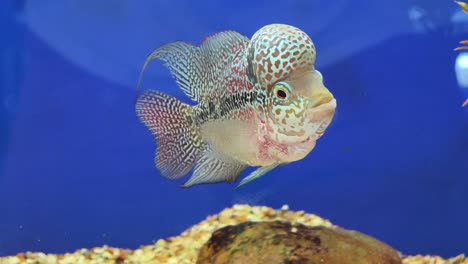 peces en el disco del acuario