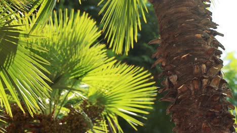 close-up view of palm tree leaves and trunk