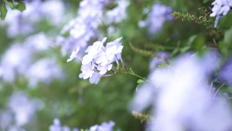 cerca de pequeñas flores azules en un seto
