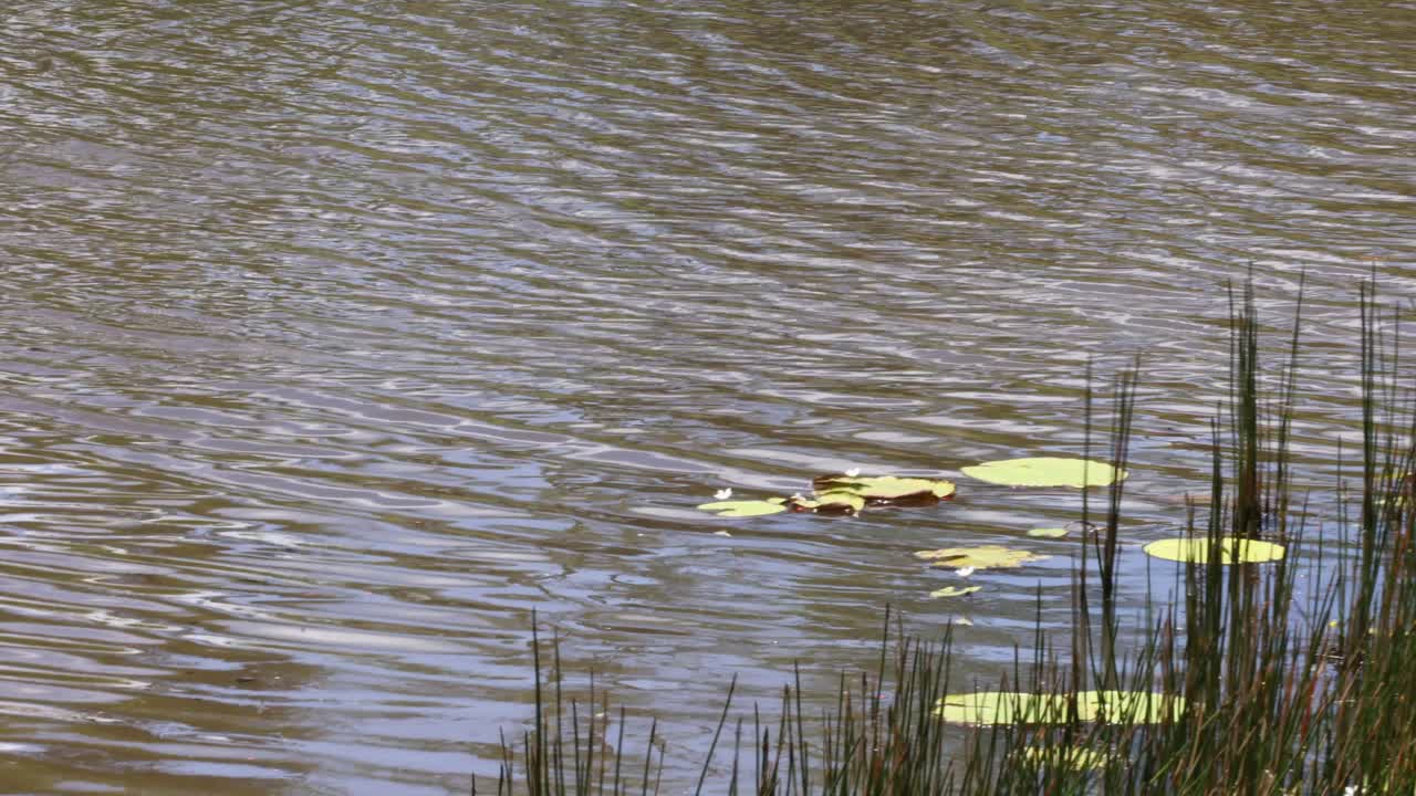 물 을 가로질러 미끄러지는 오리 들 의 평화로운 장면