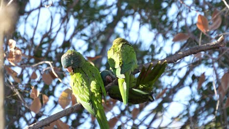 blue-crowned parakeets grooming, natural habitat