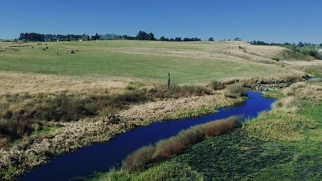 aerial view footage of a swamp lake river with green grass in a rural area of south africa