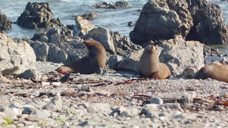 Two-Fur-Seals-fighting,-New-Zealand