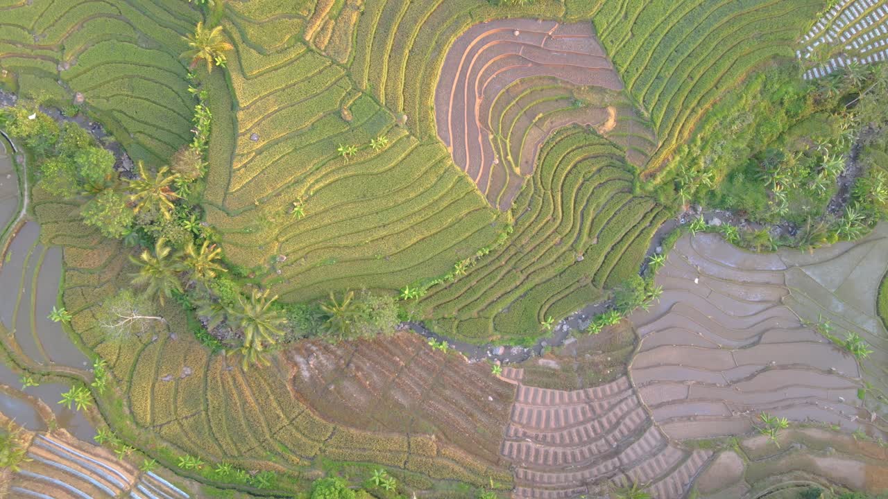 los campos de arroz en terrazas en las colinas del centro de java, indonesia