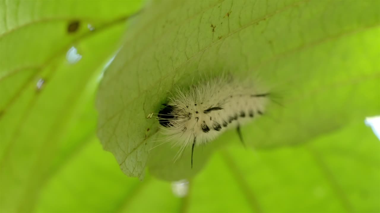 Close-up of a caterpillar, the larval stage of a butterfly, eating a plant leaf