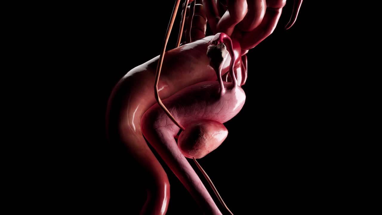 Female reproductive system anatomy medical concept 3d animation