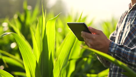 primer plano: manos ingeniero agrónomo con una tableta inspeccionan plantas en los campos en una granja moderna al atardecer