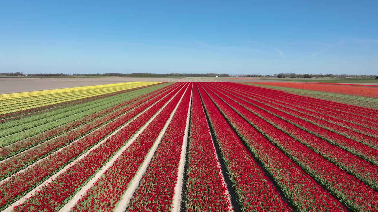 flower fields in springtime, agricultural growing of flowers in The Netherlands. Aerial view.