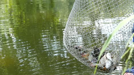 fishes are in a corf slow motion