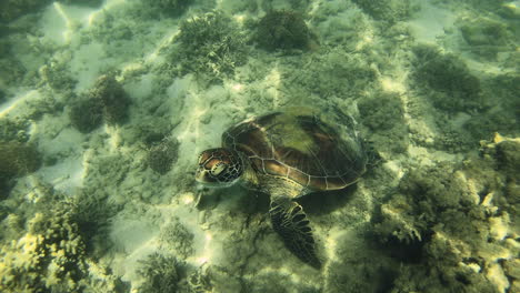 Schnorcheln-Mit-Wilden-Meeresschildkröten-Am-Great-Barrier-Reef-In-Australien