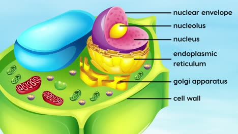 educational animation of a plant cell's components