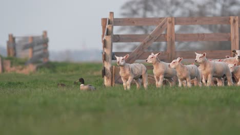 lambs and ducks in a meadow