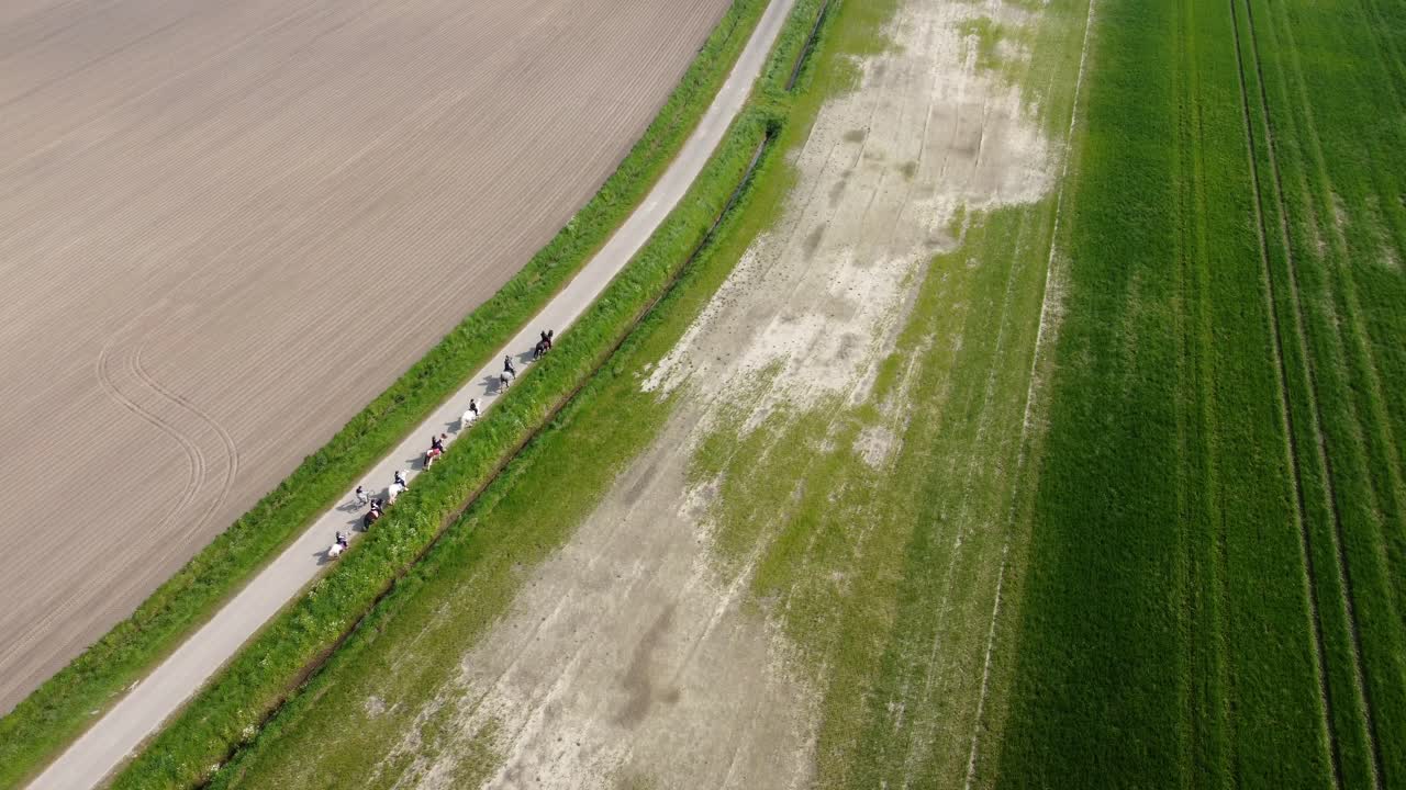 여러 명의 승마자들이 아스팔트 도로에서 두 개의  사이에 타고 있습니다.