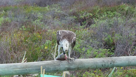 águila pescadora comiendo un pez dorado