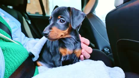 puppy shows interest in the outside world while sitting in owner’s lap in a car