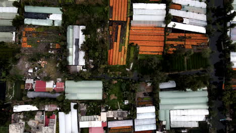 vista cenital de diversas plantaciones de flores de cempasuchil en xochimilco ciudad de méxico