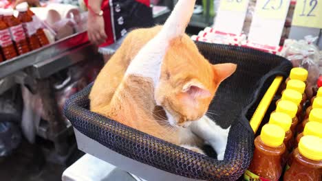 orange cat relaxes among grocery items