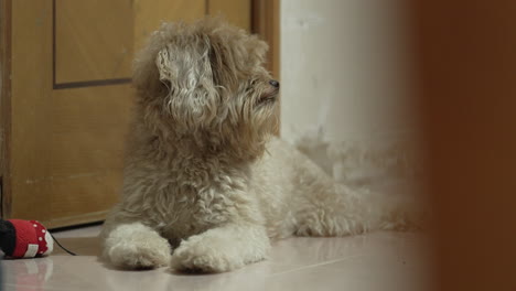 lindo perrito se sorprende al ver los pasos de su amo