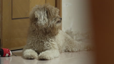 cute little dog is surprised to see his master's footsteps