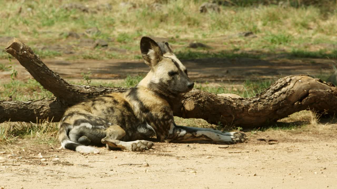 African wild dog resting by a tree stump