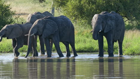 family of african elephants in the river of klaserie private game reserve, south africa