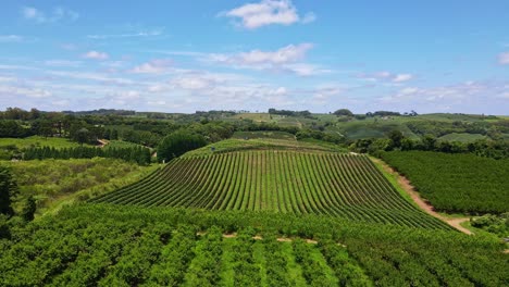 Aerial-view-of-green-fields-with-vines,-trees-and-fruit-plantations