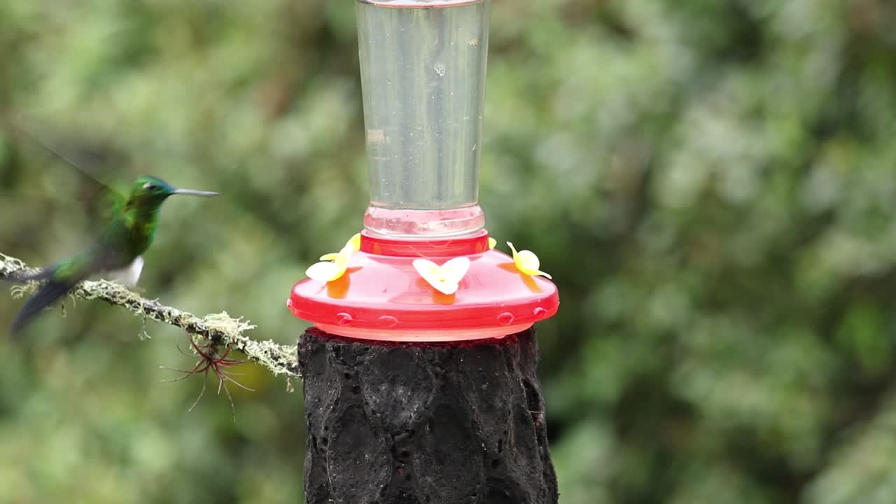 Håndholdt optagelse, der langsomt bevæger sig opad og til venstre, mens tre iriserende grønne kolibrier svæver og spiser fra en nektarstation i Zuroloma tågeskov, Ecuador Andes.