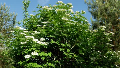 bush guelder rose viburnum tinus sunny day 4k