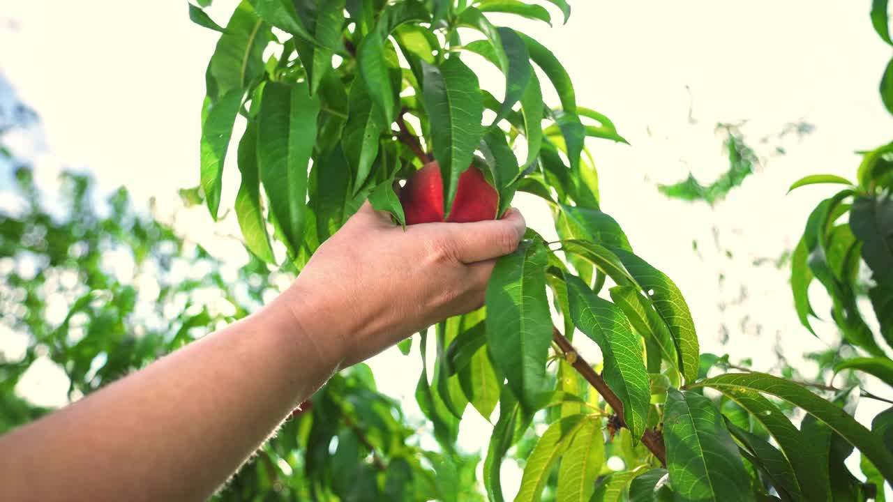 una mujer recoge grandes melocotones maduros. las frutas maduran al sol. un huerto fabuloso.