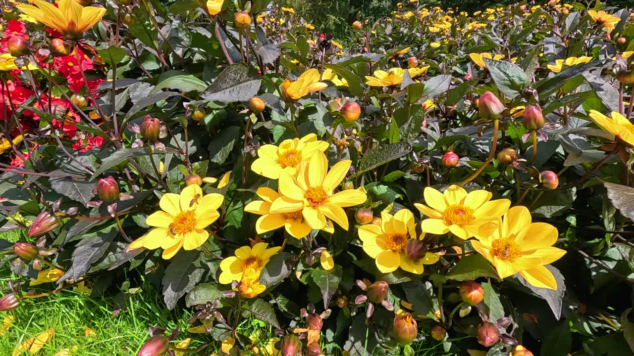 A bee actively pollinates vibrant yellow Turnera ulmifolia flowers in a lush garden park in Berlin, captured in bright natural sunlight with a steady close-up shot