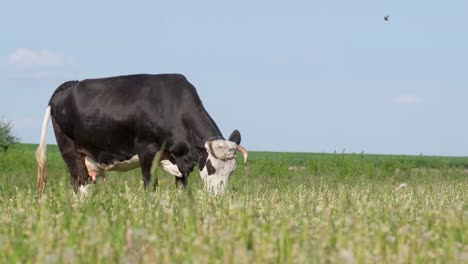 A Black Dairy Cow Grazes in a Meadow against a Blue Sky a Black Dairy Cow Grazes in a Meadow against a Blue Sky Village Private Economy