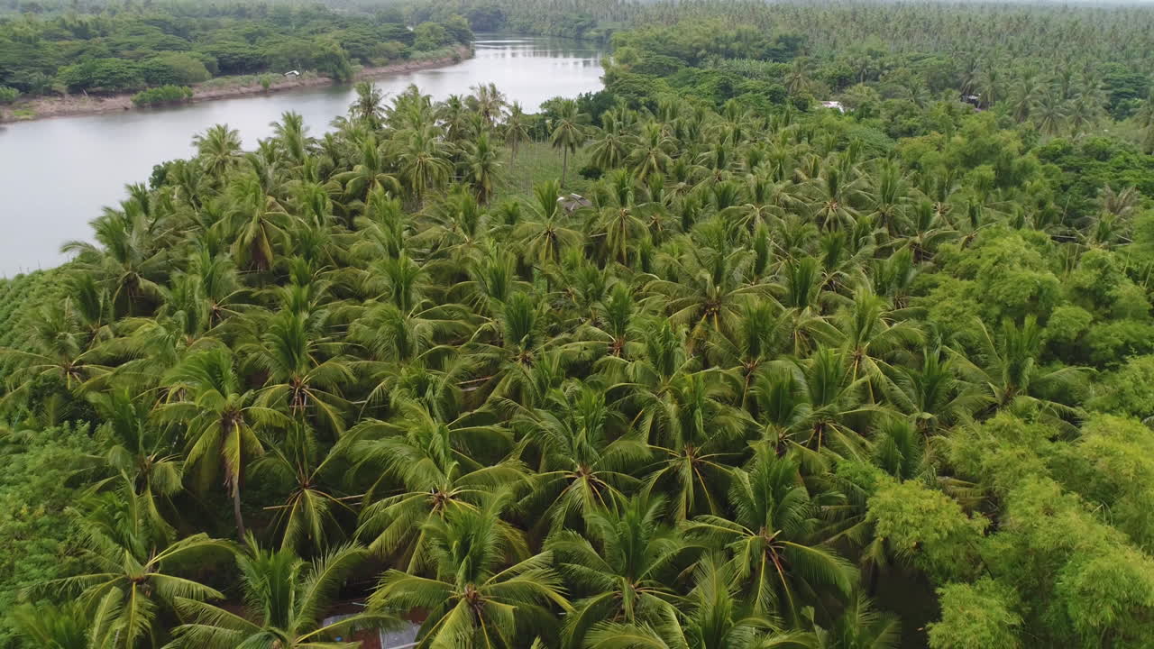plataforma rodante aérea extraíble en una toma de una granja de coco junto a un río