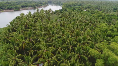 pull-out aerial dolly in shot of a coconut farm beside a river