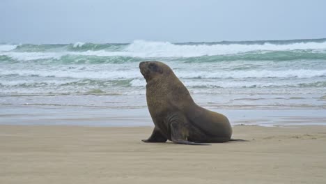 male new zealand sea lion sitting on a sandy beach