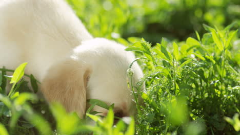 Close-up-view-of-a-little-cute-labrador-puppy-putting-his-muzzle-on-green-grass-and-sniffing-something