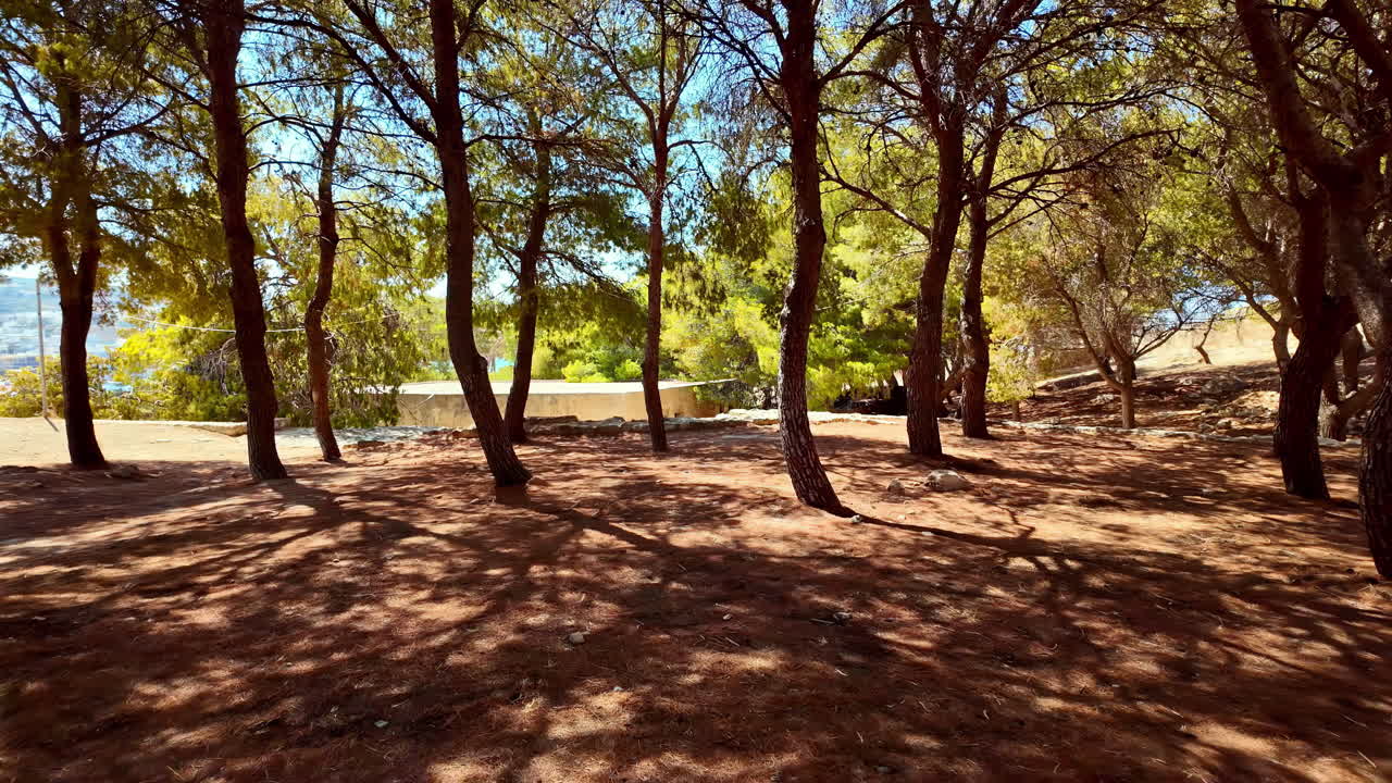 Walking inside forest tree, arid land dry ground, bright blue sky canopy view