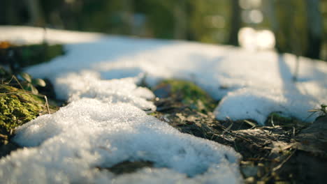 Close-up-of-melting-snow,-nature-coming-alive,-in-the-woods-of-Scandinavia---tracking-view