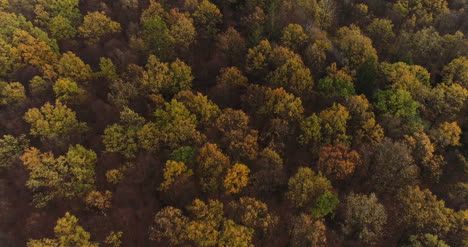 volando sobre bosque bosque desde arriba 12